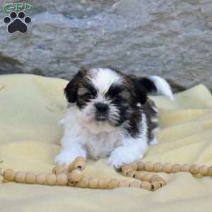 Carla, Shih Tzu Puppy